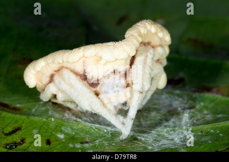 Champignon Cordyceps (Torrubiella sp.) infectant une araignée dans le sous-étage de la forêt tropicale, l'Équateur Banque D'Images