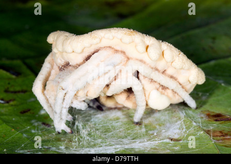 Champignon Cordyceps (Torrubiella sp.) infectant une araignée dans le sous-étage de la forêt tropicale, l'Équateur Banque D'Images