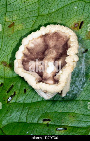 Champignon Cordyceps (Torrubiella sp.) infectant une araignée dans le sous-étage de la forêt tropicale, l'Équateur Banque D'Images