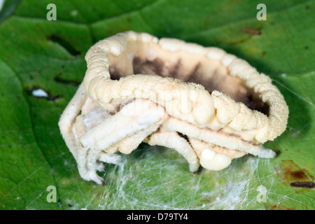 Champignon Cordyceps (Torrubiella sp.) infectant une araignée dans le sous-étage de la forêt tropicale, l'Équateur Banque D'Images