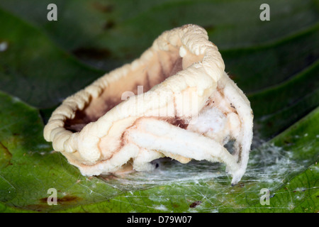 Champignon Cordyceps (Torrubiella sp.) infectant une araignée dans le sous-étage de la forêt tropicale, l'Équateur Banque D'Images