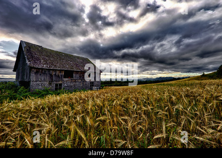 Ancienne grange dans un champ de blé, sous un ciel dramatique, dans la région de Québec Banque D'Images