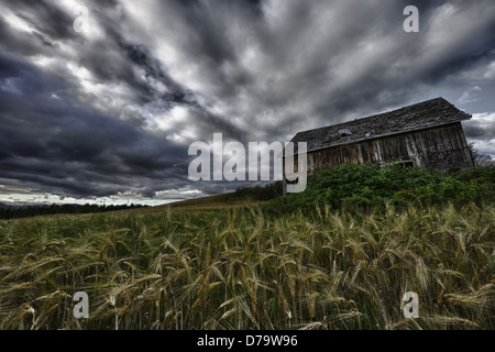 Ancienne grange dans un champ de blé, sous un ciel dramatique, dans la région de Québec Banque D'Images