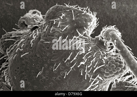 L'analyse des électrons Microphotographie punaise de lit Banque D'Images