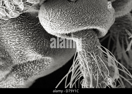 Détail microscopique de l'Exosquelette du moustique Surface Banque D'Images