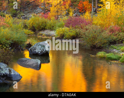 La Forêt nationale de Wenatchee, Washington : couleurs d'automne en raison de la rivière Wenatchee dans Tumwater Canyon Banque D'Images