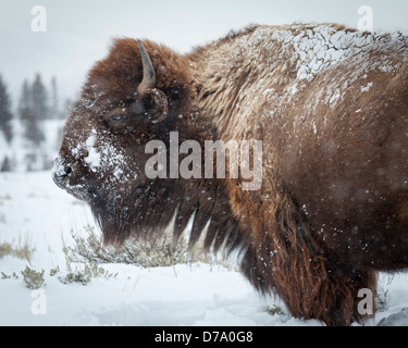 Le Parc National de Yellowstone, WY : Bison américain couvert de givre le matin dans la vallée de Lamar, hiver Banque D'Images