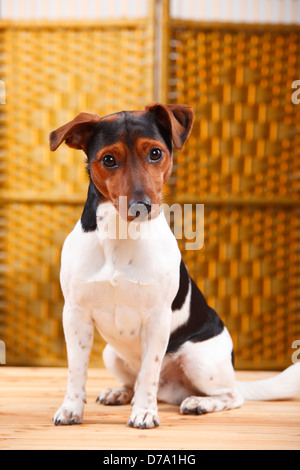Jack Russell Terrier, homme |Jack-Russell-terrier, Ruede Banque D'Images