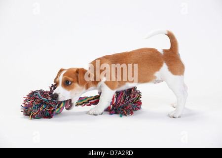 Jack Russell Terrier, chiot, 9 semaines / toy Banque D'Images