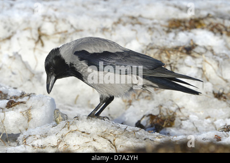 Hooded Crow Corvus cornix Banque D'Images