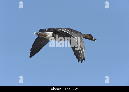 Bean Goose, la Taïga Anser fabalis fabalis - course Banque D'Images