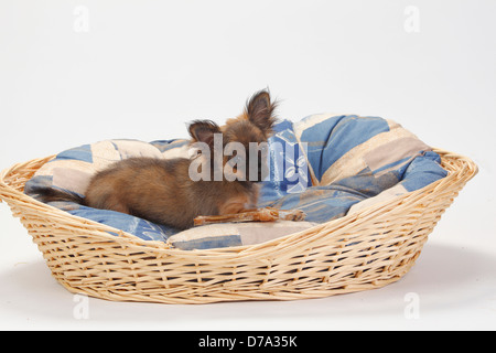 Chihuahua, chiot, longs, 4 mois / panier |Chihuahua, Welpe, langhaarig, 4 Monate, dans Koerbchen / Hundekorb Banque D'Images