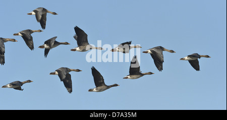 Bean Goose, la Taïga Anser fabalis fabalis - course Banque D'Images