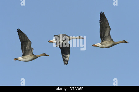 Bean Goose, la Taïga Anser fabalis fabalis - course Banque D'Images