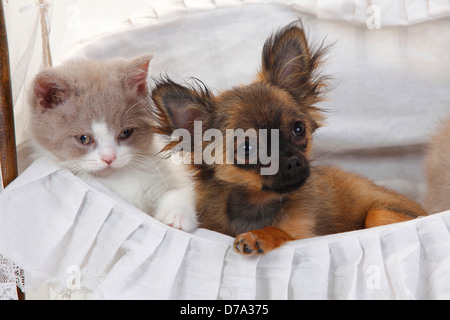 Chihuahua, chiot, longs, 4 mois, et British Longhair chat, chaton, fauve et blanc, 9 semaines / Highlander, Lowlander, britannique Banque D'Images