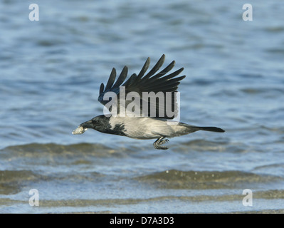 Hooded Crow Corvus cornix Banque D'Images