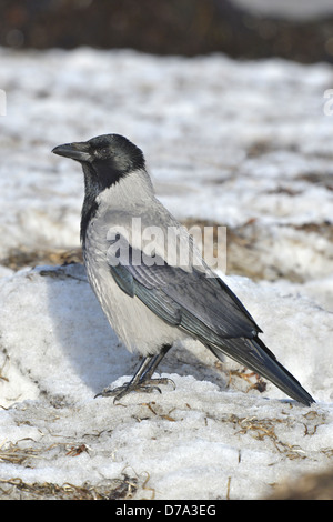 Hooded Crow Corvus cornix Banque D'Images