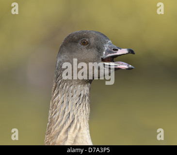 Oie à bec court Anser brachyrhynchus Banque D'Images