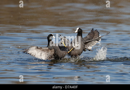 Coot Fulica atra Banque D'Images