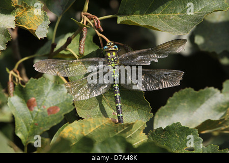 Macro d'une image détaillée du sud de l'homme libellule-Hawker Aeshna cyanea (bleu), alias Hawker Banque D'Images