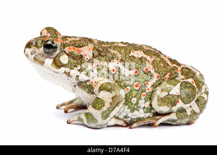 Bufo viridis. Crapaud vert sur fond blanc. Banque D'Images