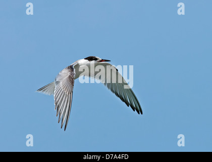 La Sterne pierregarin Sterna hirundo Banque D'Images