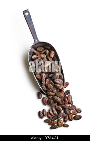Les fèves de cacao dans scoop Banque D'Images