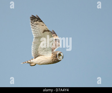 Hibou des marais Asio flammeus Banque D'Images