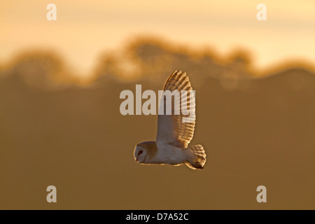 Effraie des clochers Tyto alba Banque D'Images