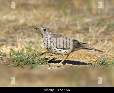 Mistle Thrush Turdus viscivorus Banque D'Images