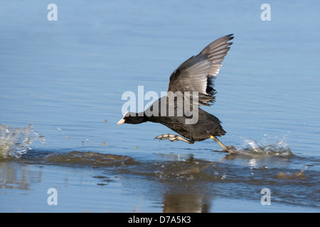 Coot Fulica atra Banque D'Images