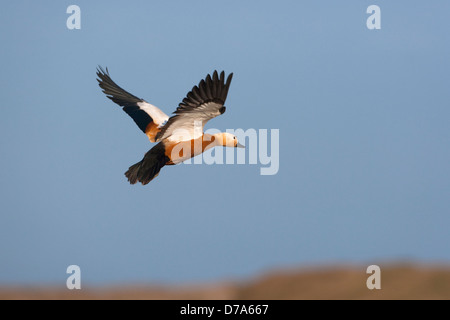 Tadorne Casarca Tadorna ferruginea Banque D'Images