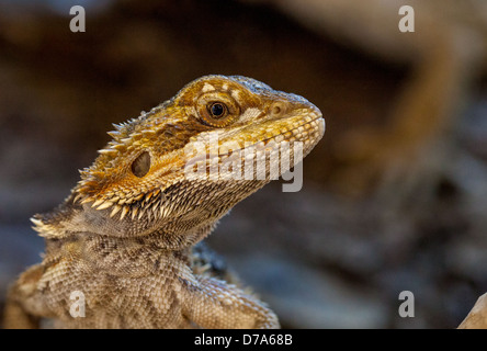 Dragon barbu (Pogona vitticeps) se prélasser, montrant sa barbe épaisse, ses écailles texturées et son expression calme. Originaire des déserts et des forêts australiens. Banque D'Images