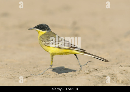 Bergeronnette printanière, une race orientale - Motacilla flava melanogrisea Banque D'Images