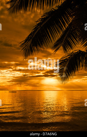 Les feuilles de palmiers silhouette sur une belle plage au coucher du soleil Banque D'Images