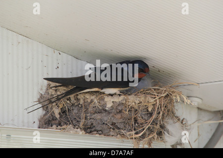 Les close up of a mature mère hirondelle rustique (Hirundo rustica) sur le nid Banque D'Images