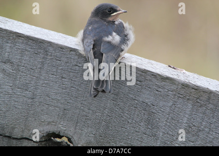 Close up détaillée d'un mineur l'hirondelle rustique (Hirundo rustica) posing Banque D'Images