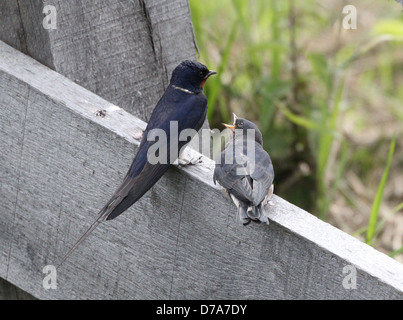 Close up détaillée d'un mineur l'hirondelle rustique (Hirundo rustica) mendier de la nourriture d'un adulte avaler Banque D'Images