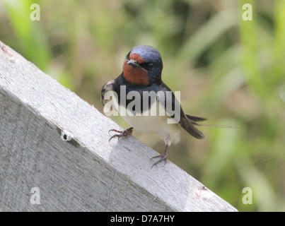 Close up détaillée d'un mineur l'hirondelle rustique (Hirundo rustica) posing Banque D'Images