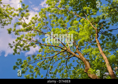 Arbres au printemps sur blue ciel ensoleillé, low angle shot. Banque D'Images