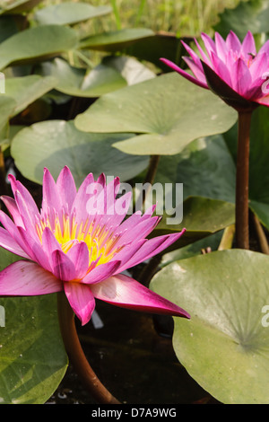 Lotus violet et vert feuilles dans le marais Banque D'Images