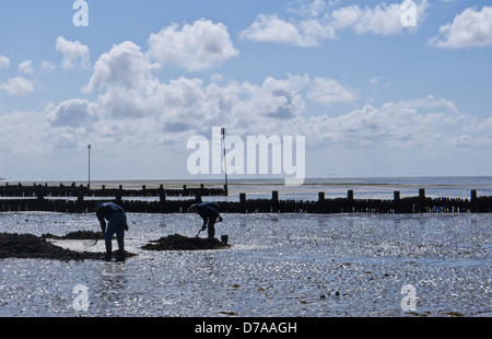 Deux hommes pour la recherche d'appâts pour la pêche sur la plage de Heacham, à Norfolk. Banque D'Images