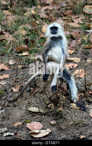 Singe langur hanuman assis face à l'avant sur le sol des forêts parmi les feuilles sèches Banque D'Images