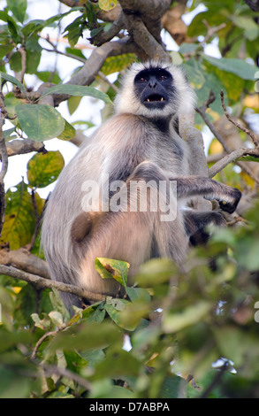 Hanuman langur monkey dans le couvert forestier alarmante et montrant les dents Banque D'Images