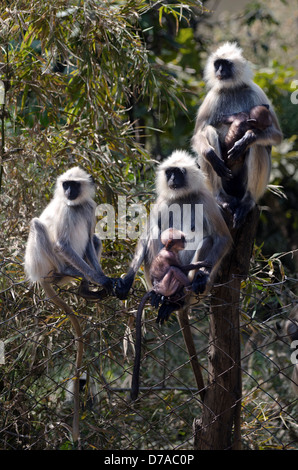 Trois Singes langur hanuman assis sur la clôture délimitant le terrain avec les jeunes Banque D'Images