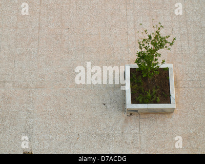 Vue de dessus d'un arbre planté sur un sol en carreaux de marbre sur boîte Banque D'Images