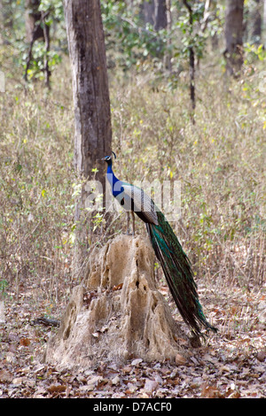 Pavo cristatus,paons indiens,termitière, Madhya Pradesh, Inde Banque D'Images