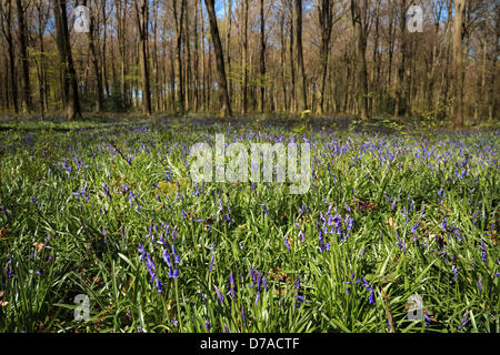 Micheldever, Hampshire, Royaume-Uni. 2 mai 2013 - Bluebells en bois Micheldever commencent à fleurir au cours de l'ensoleillement de saison. Les experts ont dit que les fleurs sont en fleurs entre 4-5 semaines de retard en raison de la météo unseasonal ont connu au cours du mois de mars et avril. Crédit : Rob Arnold/Alamy Live News Banque D'Images