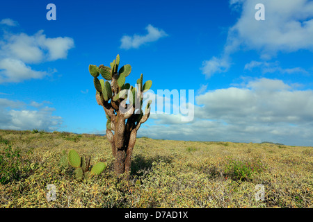 Cactus sur l'île de San Cristobal, Îles Galápagos Banque D'Images