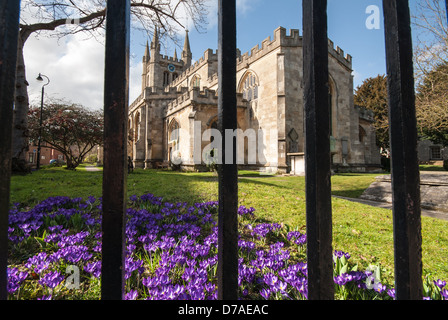 Dans l'église St Nicholas Newbury printemps crocus en fleurs à Berks Banque D'Images